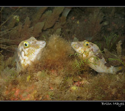 A couple of sleeping Sharpnose Puffers sharing a bed for ... by Brian Mayes 